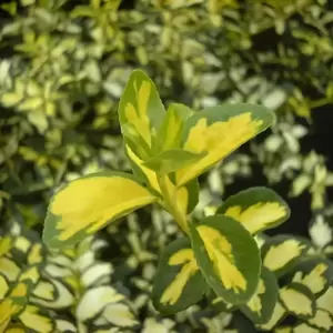 Euonymus fortunei 'Blondy' (Interbolwi) - image 1