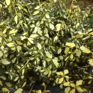 Euonymus fortunei 'Blondy' (Interbolwi) - image 2