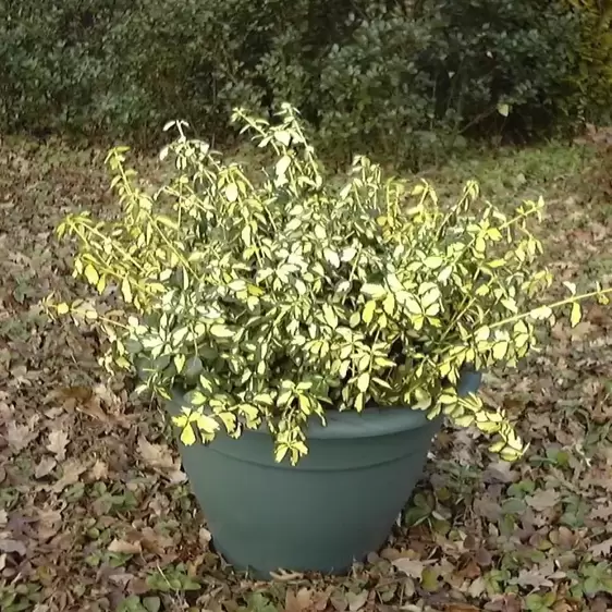 Euonymus fortunei 'Blondy' (Interbolwi) - image 3