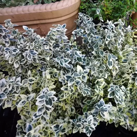 Euonymus fortunei 'Dan's Delight' 2L - image 3
