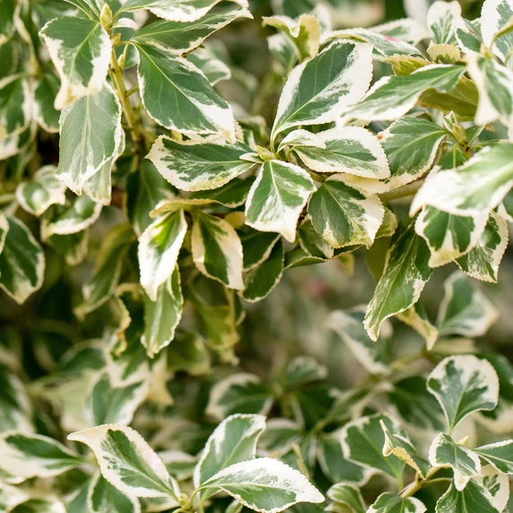 Euonymus fortunei 'Emerald Gaiety' 2L