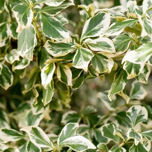 Euonymus fortunei 'Emerald Gaiety'