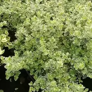 Euonymus fortunei 'Emerald Gaiety' 11cm - image 2