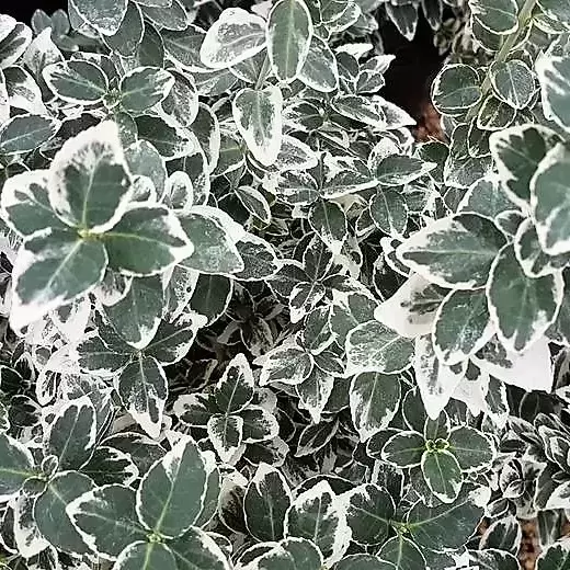 Euonymus fortunei 'Emerald Gaiety' 11cm - image 1