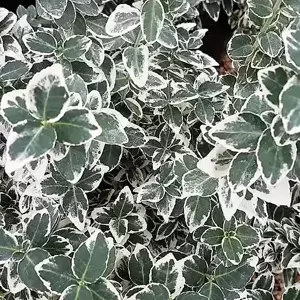 Euonymus fortunei 'Emerald Gaiety' 11cm - image 1