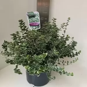 Euonymus fortunei 'Emerald Gaiety' 5L - image 3