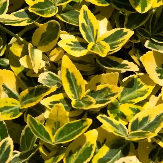 Euonymus fortunei 'Emerald 'N' Gold' 5L - image 1
