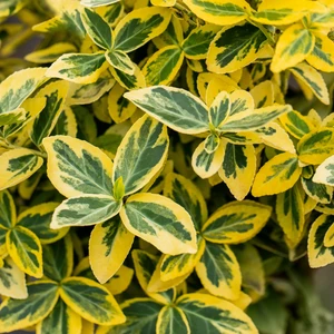 Euonymus fortunei 'Emerald 'N' Gold' 9cm - image 1