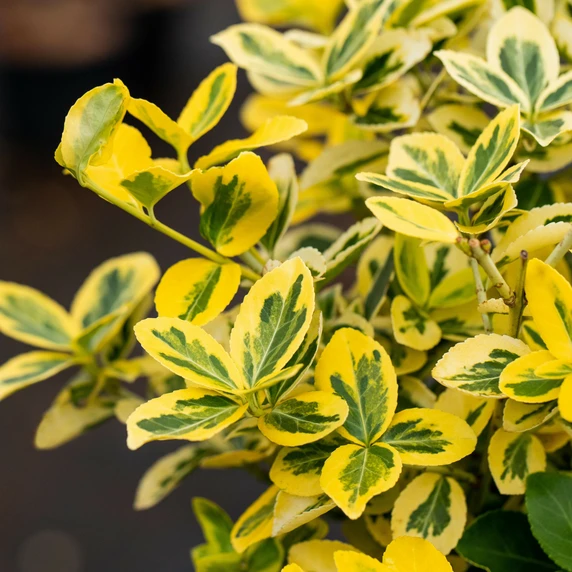 Euonymus fortunei 'Emerald 'N' Gold' 9cm - image 2