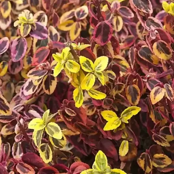 Euonymus fortunei 'Emerald 'N' Gold' 5L - image 2