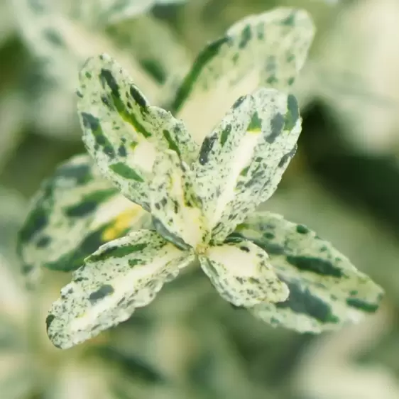 Euonymus fortunei 'Golden Harlequin' - image 1