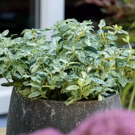 Euonymus fortunei 'Golden Harlequin' - image 3