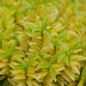 Picture - Concept Plants