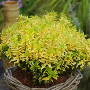 Picture - Concept Plants