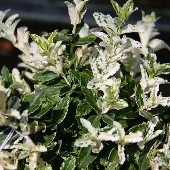 Euonymus fortunei 'Harlequin' 3L