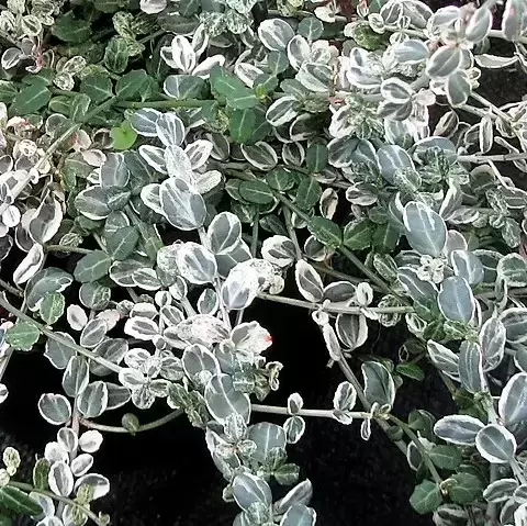 Euonymus fortunei 'Silver Carpet'