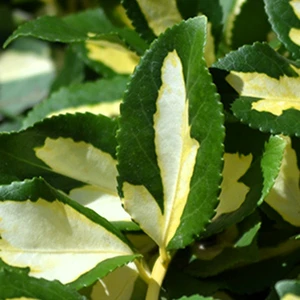 Euonymus fortunei 'Sunspot'