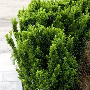 Euonymus japonicus 'Golden Rocket' - image 1