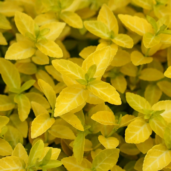 Image Credit: Plantipp BV®