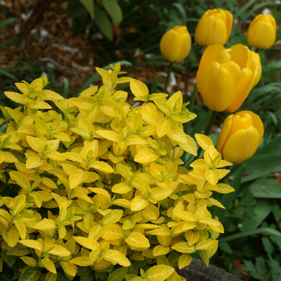 Image Credit: Plantipp BV®