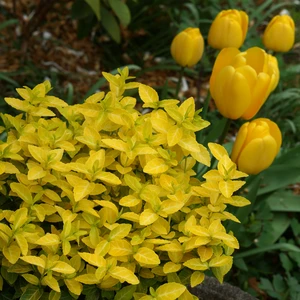 Image Credit: Plantipp BV®