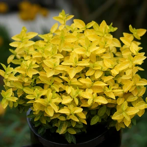 Image Credit: Plantipp BV®