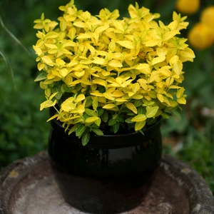 Image Credit: Plantipp BV®