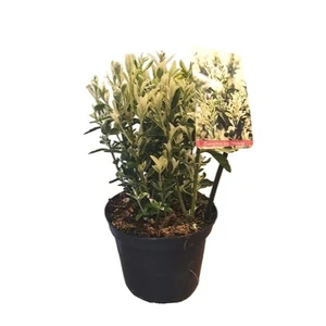 Euonymus japonicus 'Annie's Spring'