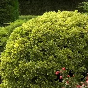 Euonymus japonicus 'Aureomarginatus' 2L