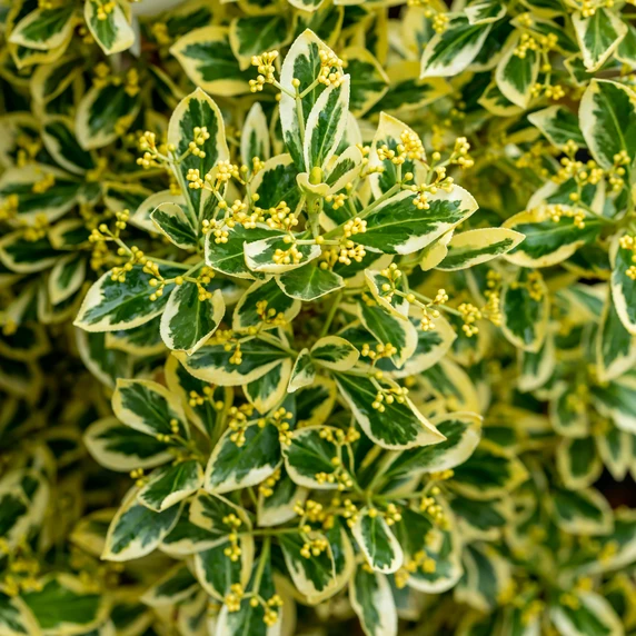 Euonymus japonicus 'Bravo' 2L