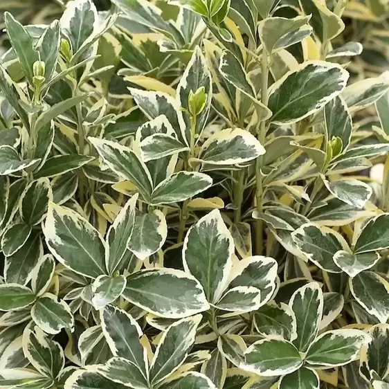 Euonymus japonicus 'Bravo' 25L