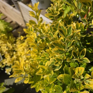 Euonymus japonicus 'Elegantissimus Aureus' 10L