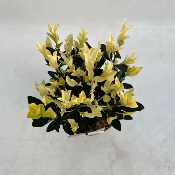 Euonymus japonicus 'Extravaganza' 1.5L - image 2