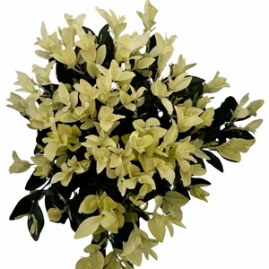 Euonymus japonicus 'Extravaganza' 5L - image 1