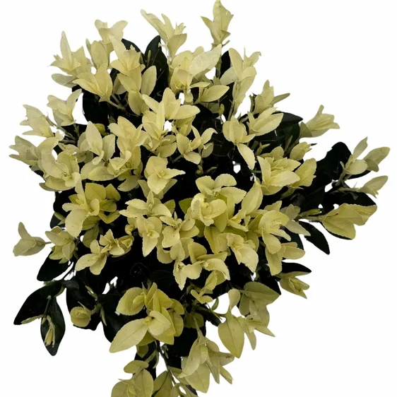 Euonymus japonicus 'Extravaganza' 15L