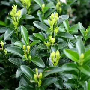 Euonymus japonicus 'Francien' - image 1