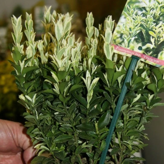Euonymus japonicus 'Francien' - image 2