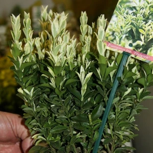 Euonymus japonicus 'Francien' - image 2