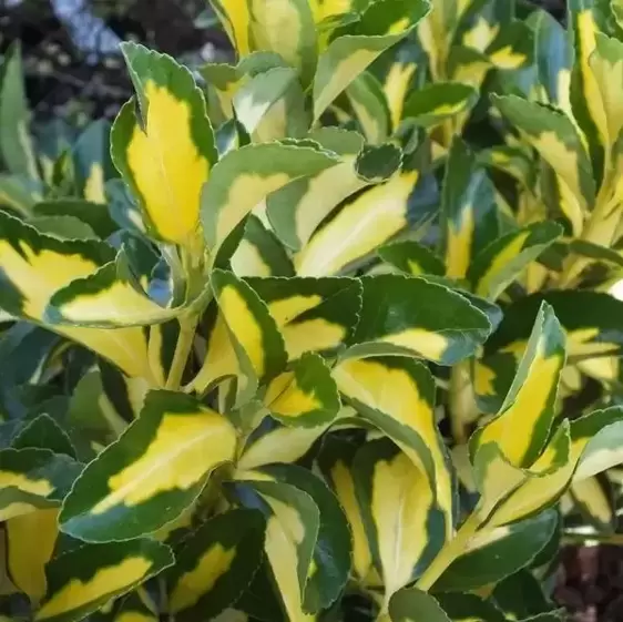 Euonymus japonicus 'Gold Queen'