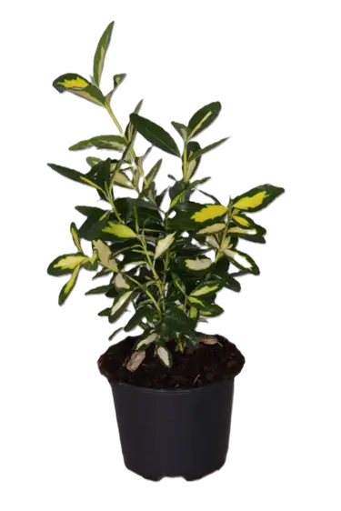 Euonymus japonicus 'Gold Queen' 1L - image 2