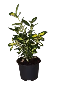 Euonymus japonicus 'Gold Queen' 1L - image 2