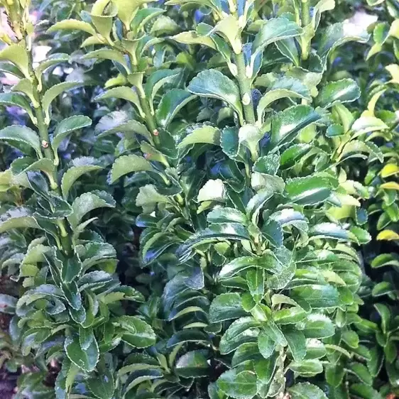 Euonymus japonicus 'Green Spire' 9cm