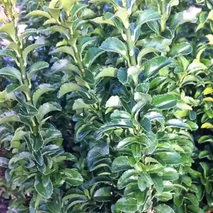 Euonymus japonicus 'Green Spire' 9cm