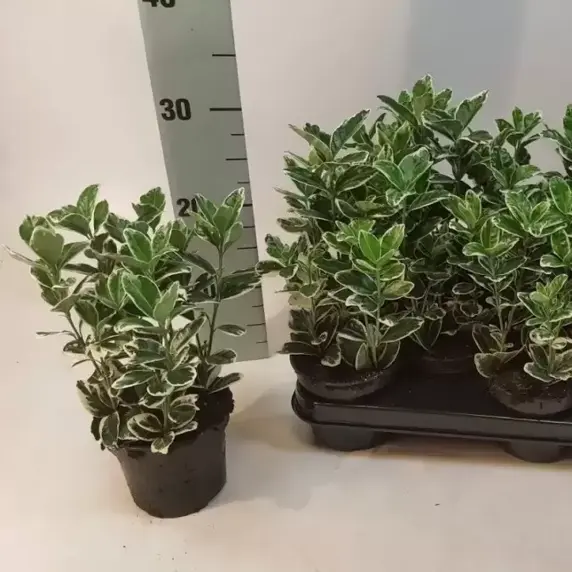 Euonymus japonicus 'Kathy' 9cm - image 2