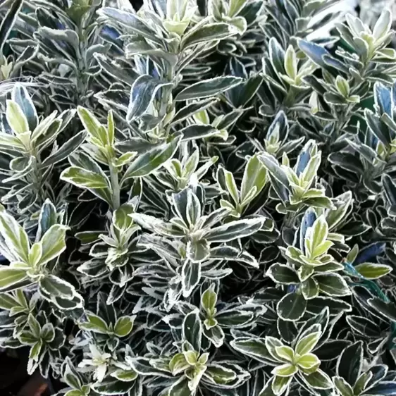 Euonymus japonicus 'Microphyllus Albovariegatus' 9cm