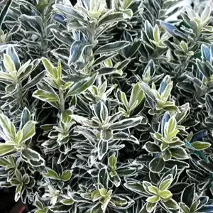 Euonymus japonicus 'Microphyllus Albovariegatus' 9cm