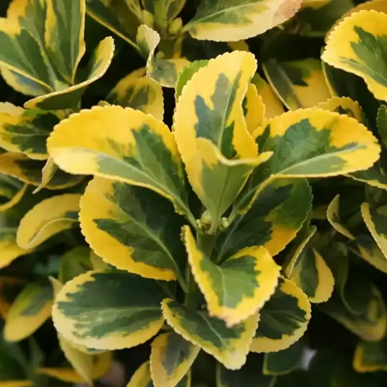 Euonymus japonicus 'Ovatus Aureus' 20L