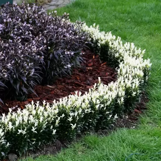 Euonymus japonicus 'Paloma Blanca' ℗ Photo Credit - Plantipp BV®