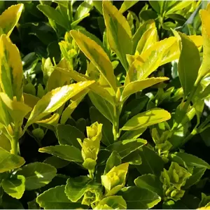 Euonymus japonicus 'Siebe' 2L