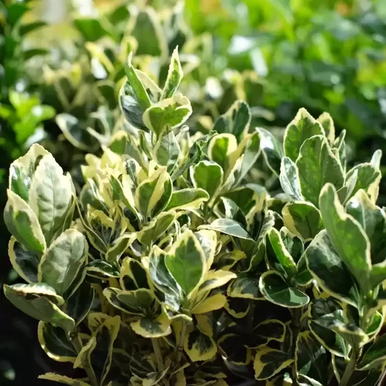 Euonymus japonicus 'Silver Krista'